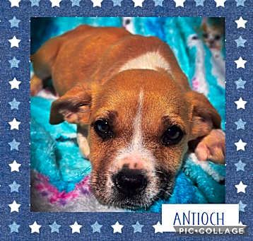 Photo of Antioch