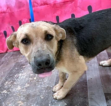 Photo of Lobo DIRM 5/19/25