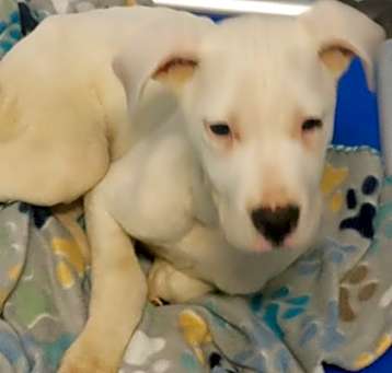 Photo of Chevy
