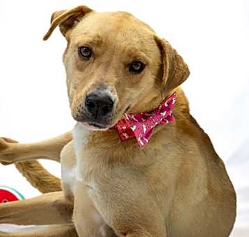 Photo of Lady