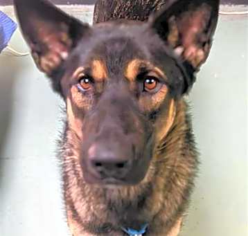 Photo of K9