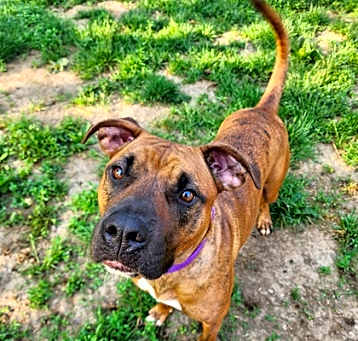 Photo of Honey