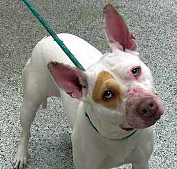 Photo of Xena