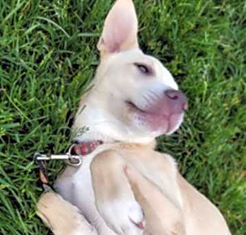 Photo of Brulee