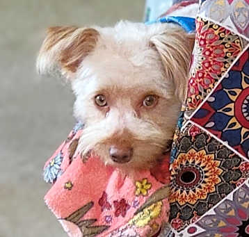 Photo of Teddy