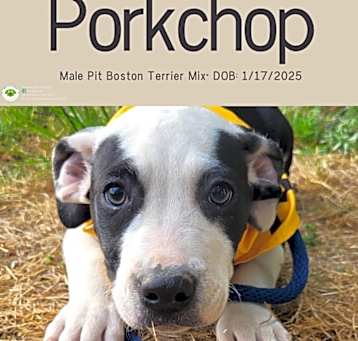 Photo of Porkchop