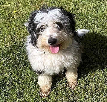 Photo of Laika