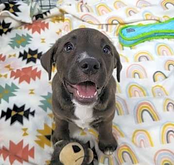 Photo of Maisey 27167