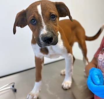 Photo of Winston