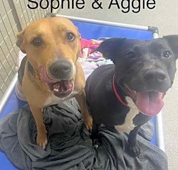 Photo of Aggie