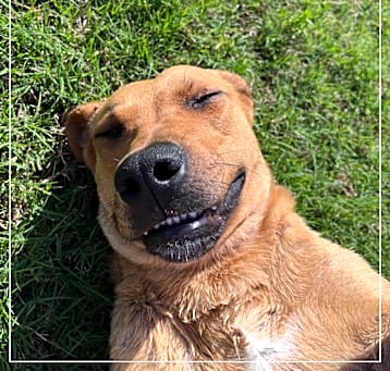 Photo of Buddy 