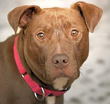 Photo of Nimbus (Foster)- Reduced Adoption Fee