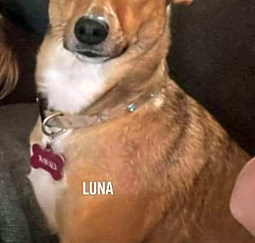 Photo of Luna