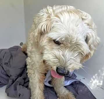 Photo of CHARLIE BROWN