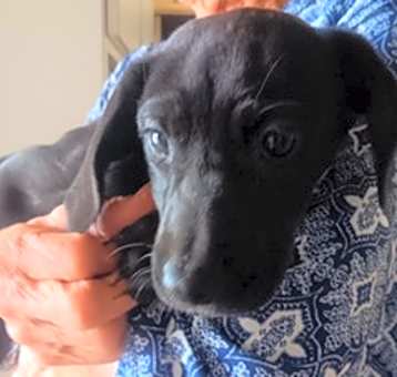 Photo of Abby (Cocoa)