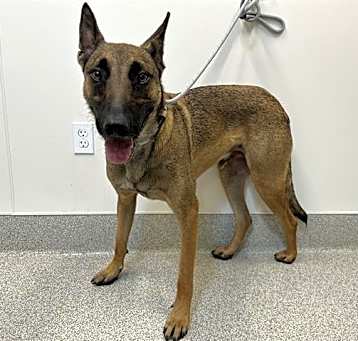 Photo of BARON