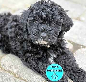Photo of Pepper Ann