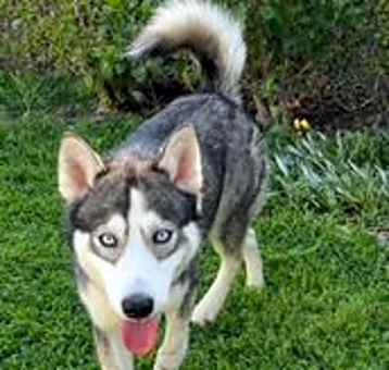 Photo of Cobalt