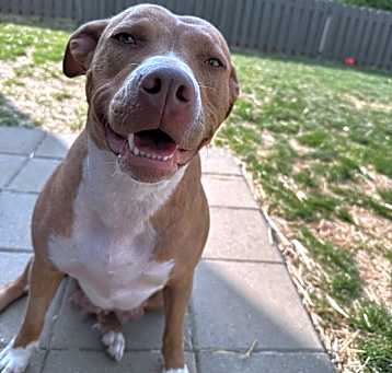 Photo of Bindi