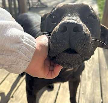 Photo of Bodi