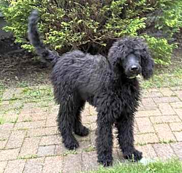 Photo of Alfie