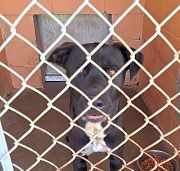 Photo of Rex
