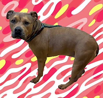 Photo of TUSC-Stray-80414_2