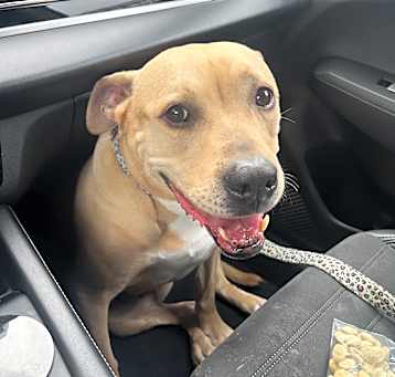 Photo of Rhonda (In Foster Home) (ADOPTION FEE SPONSORED)