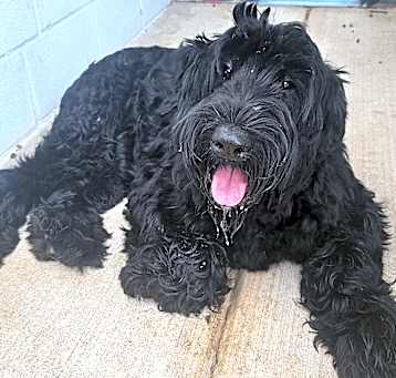 Photo of Shadow
