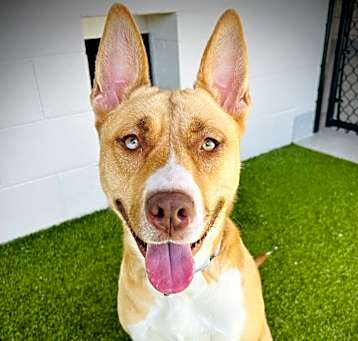 Photo of Nova Blue