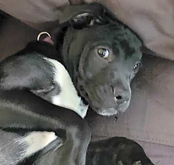 Photo of Pepper