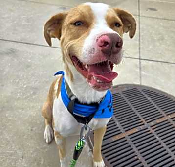 Photo of Atlas