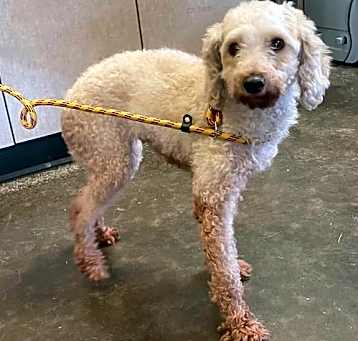 Photo of Found stray: Greta