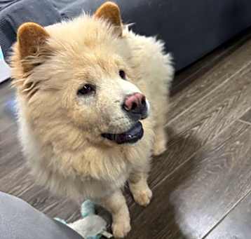 Photo of Chowder