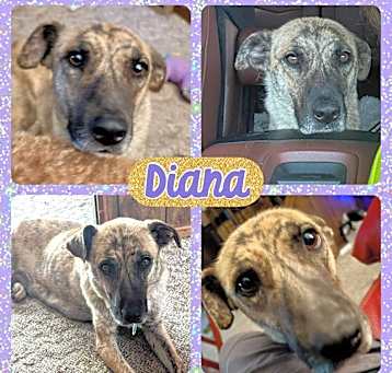 Photo of Diana