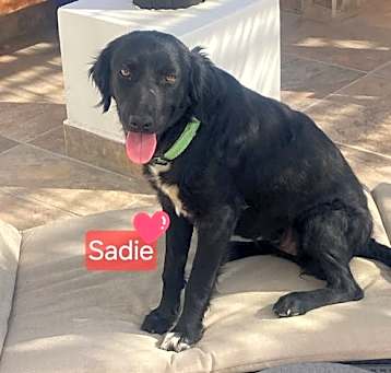 Photo of Sadiie