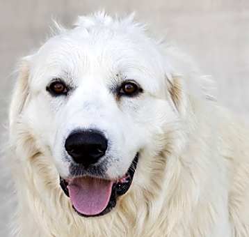 Photo of Casper