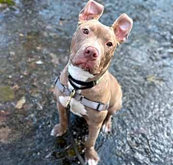 Photo of Rex