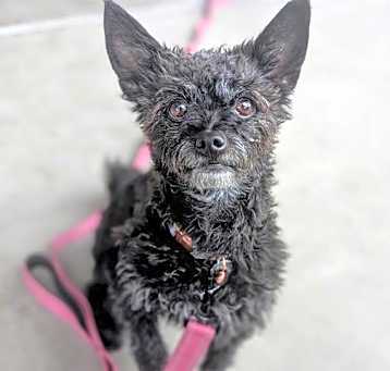 Photo of LOLA