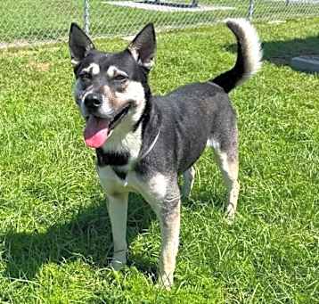 Photo of DODGER