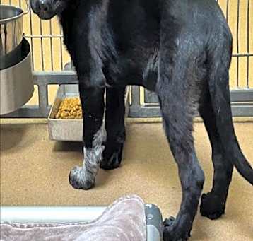 Photo of SMOKEY