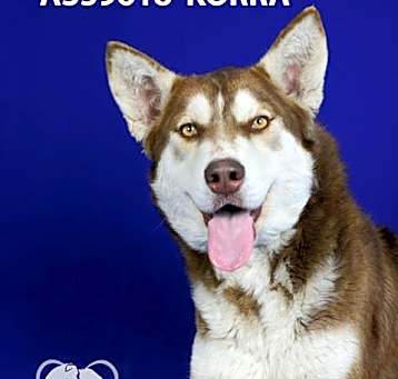 Photo of KORRA
