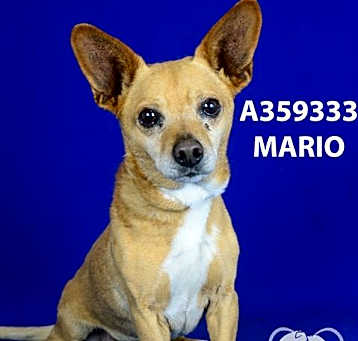 Photo of MARIO
