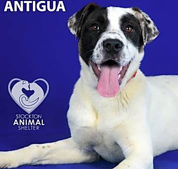 Photo of ANTIGUA