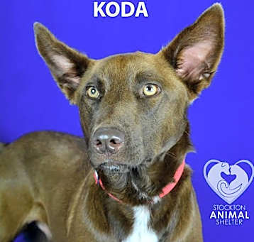 Photo of KODA