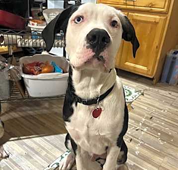 Photo of MOZZIE