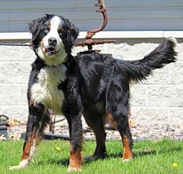 Photo of Baxter