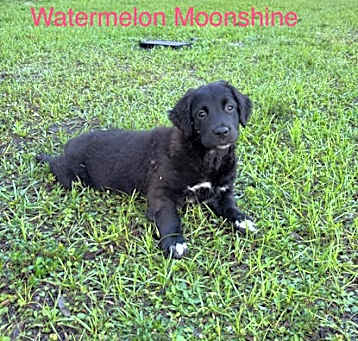 Photo of WATERMELON MOONSHINE