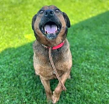 Photo of Stella
