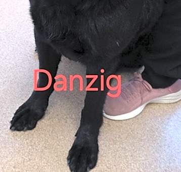 Photo of Danzig